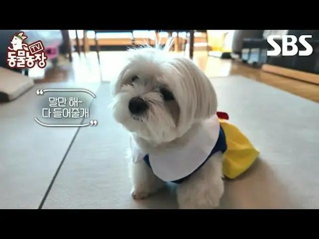 #Shin Dong-yup #Jeon SoNee (Jeon Sung-hee)_  #Tony Ahn (HOT)_  #JOY #SBS Educati