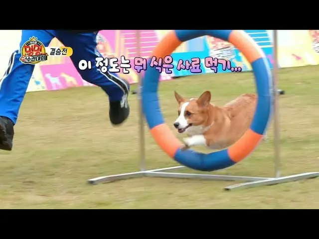 [Official mbe]   [2020 Idol Dog Championship] [Final] Strong candidate for victo
