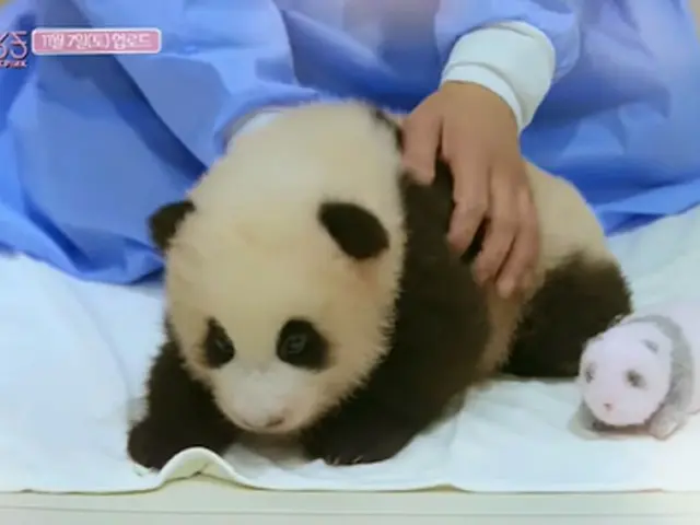 [Literal Translation] #BLACKPINK announces "Panda Incident" in South Korea. ● So