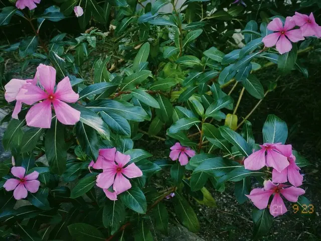 [T Official] LOONA (Loona), [#Aftershock / #YeoJin] Orbit, please be a beautifulflower for me You ca