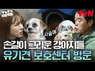 [Official tvn] Approximately 200,000 to 300,000 organic dogs per year 😢 Yoon Eu