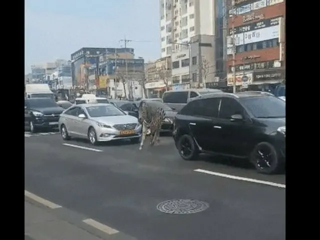 A zebra running in the middle of Seoul. In the afternoon of the 23rd, a zebra th