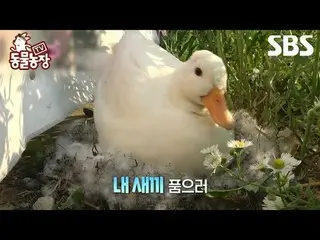 #Shin Dong-yup #Jeon SoNee(Jung Sung-hee)_  #Tony Ahn(HOT)_  #JOY #Duck
 #TVAnim