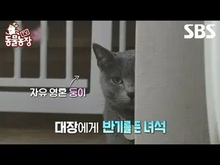 #Shin Dong-yup #Jeon SoNee (Jung Sung-hee)_  #Tony Ahn (HOT)_  #JOY #Cat #
 #TV 