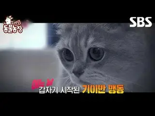 #Shin Dong-yup #Jeon SoNee(Jung Sung-hee)_  #Tony Ahn(HOT)_  #JOY #Cat
 #TVAnima