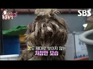 #Shin Dong-yup #Jeon SoNee (Jeon Sung-hee)_  #Tony Ahn (HOT)_ 
 #TV Animal Farm 