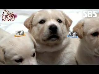 #Shin Dong-yup #Jeon SoNee (Jeon Sung-hee)_  #Tony Ahn (HOT)_ 
 #TV Animal Farm 