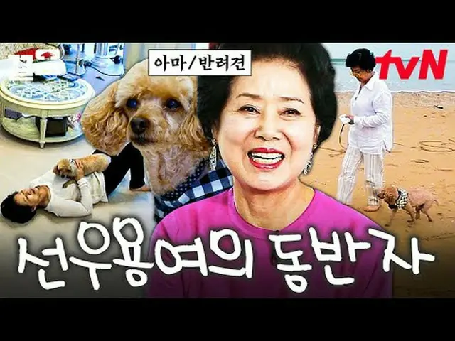 Stream on your TV: #tvN #Dog who needs to talk # tvN Legend Variety Up ～ Up ↗↗ #