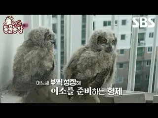 #Shin Dong-yup #Jeon SoNee (Jeon Sung-hee)_  #Tony Ahn (HOT)_  #JOY
 #TVAnimalFa