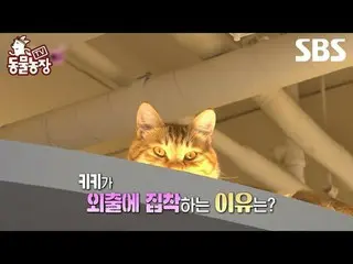 #Shin Dong-yup #Jeon SoNee(Jung Sung-hee)_  #Tony Ahn(HOT)_  #JOY #Cat
 #TVAnima