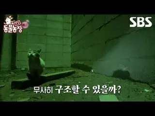 #Shin Dong-yup #Jeon SoNee(Jeon Sung-hee)_  #Tony Ahn(HOT)_  #JOY
 #TVAnimalFarm
