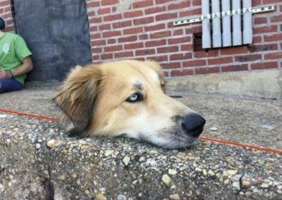 "A Dog's neck on the sidewalk" ... The owner reveals the truth of the photo taken from an exquisite angle "A coincidence" = Korean press