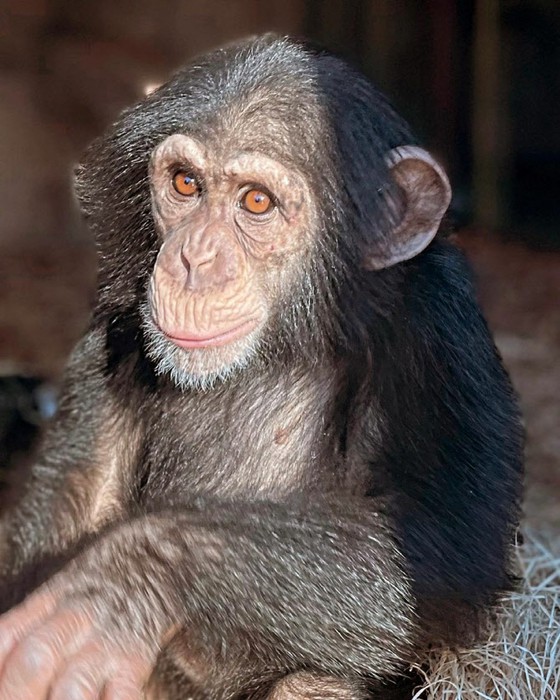 'This is a tragedy'...Swedish zoo shoots dead escaped chimpanzee