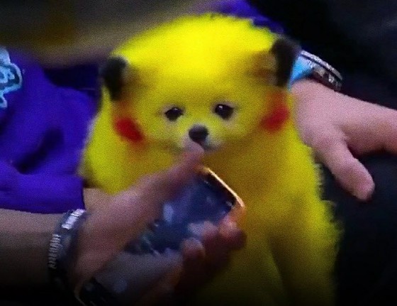 It's like 'Pikachu'... The dog at the NBA stadium is a Hot Topic