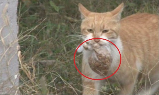 Citizens are troubled by bags of food prepared by cat mama for stray cats = Korea