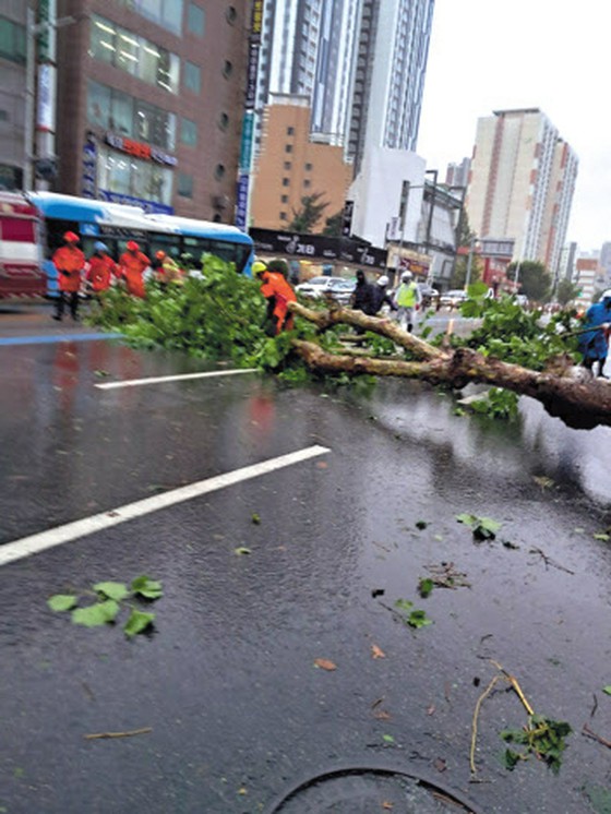 Street trees uprooted, flooded roads everywhere... Typhoon damage continues across the country = Korea