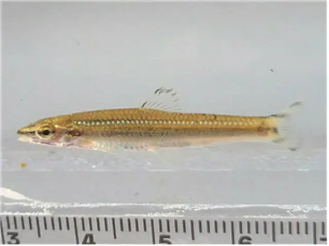 Native Korean fish discovered in restored Cheonggyecheon Stream, water quality improved in 20 years (Korea)