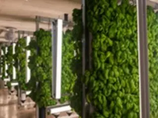 4,000 basil plants cultivated and shipped inside building using smart farm technology (Korea)