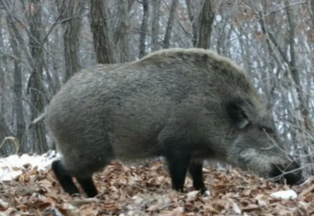 「イノシシと勘違い」…同僚の猟師が撃った銃弾で70代死亡＝韓国