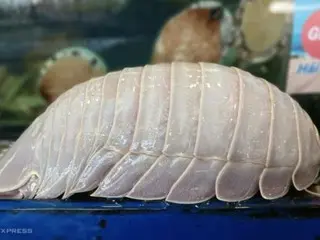 The true identity of the “sea cockroach” that has a “good texture” and is more expensive than a lobster