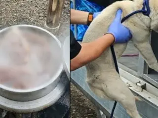 A dog in Korea could only watch as his friend was boiled in a pot