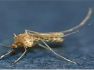 First Japanese encephalitis-carrying mosquito discovered this year in Incheon, South Korea - virus not detected