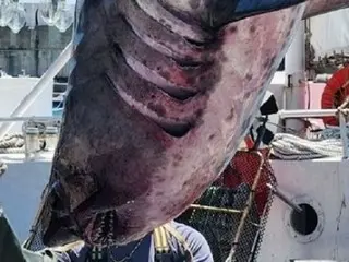 Man-eating shark spotted in Busan...Safety warning issued to summer vacationers = South Korea