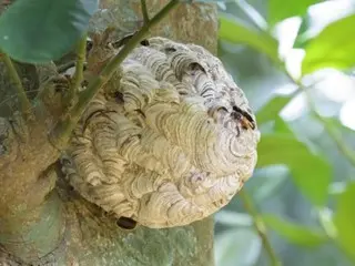 Construction worker dies after being stung by a swarm of bees "as soon as he opens his lunch" (South Korea)