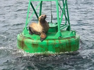 Rare sea lion species spotted in succession off South Korea's coast, raising conservation concerns