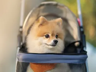 In South Korea, the country with the lowest birth rates in the world, "pet carts" are more popular than strollers