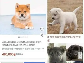 "Delivery of 45-day-old puppies via home delivery"... Illegal sales on Coupang spark controversy (South Korea)