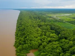 South Korea and Guyana cooperate to restore mangrove forests