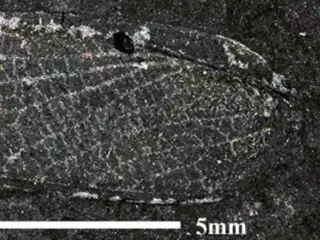 Cretaceous insect named after Korean professor; new discovery in Korean strata = Korea