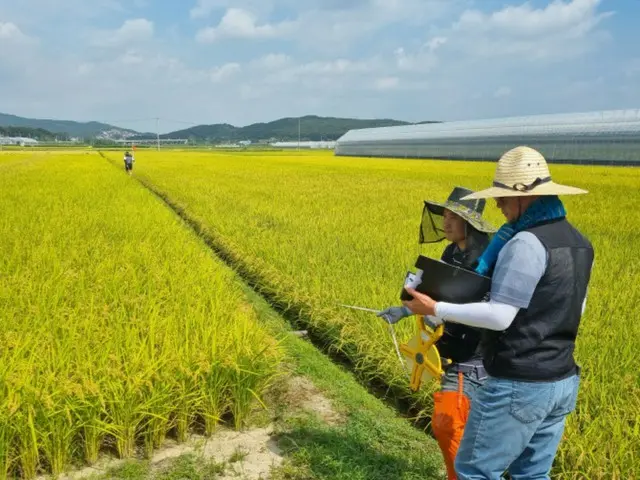 Asian rice prices crash 11% in one week, biggest drop in 16 years