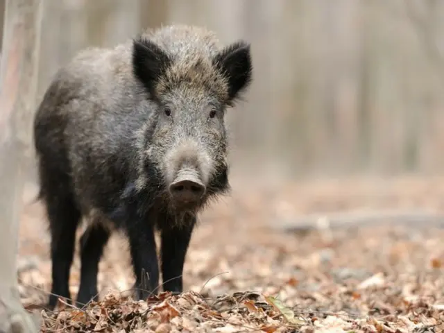 The number of "wild boar sightings" dispatched in Seoul has "decreased" = South Korea