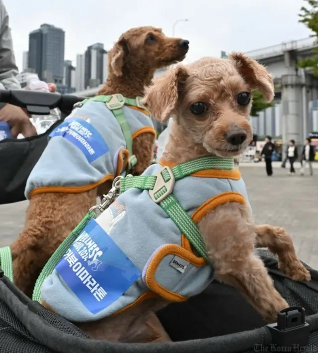 「こども」のかわりに「愛犬」を…「かわいそうな韓国、愛犬がパートナー」＝米メディア