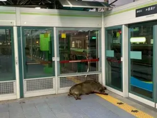 100kg "wild boar" goes on a rampage inside subway station in South Korea