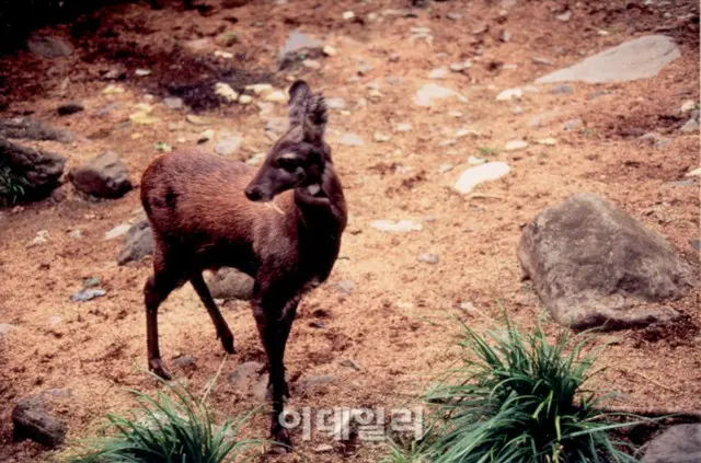 「ムスクの香り」人間の欲で絶滅の危機に陥ったジャコウノロジカ＝韓国