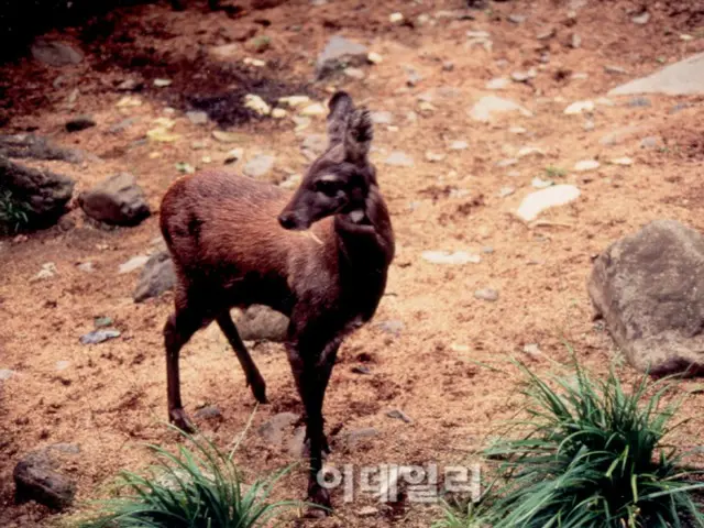 "Musky Scent" - Musk deer on the brink of extinction due to human greed (Korea)