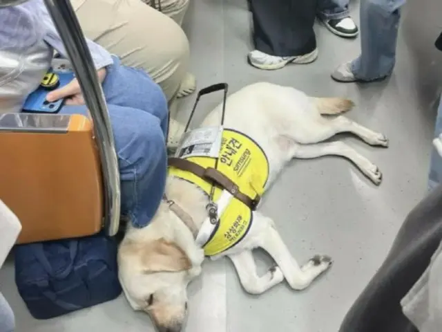 Guide dog falls asleep on crowded subway car, receives warm response from passengers - Korean report