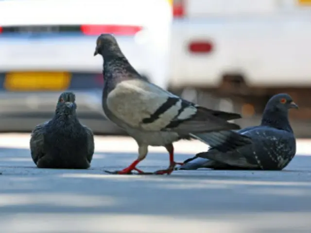 Seoul, South Korea to impose 1 million won fine for feeding pigeons starting next year