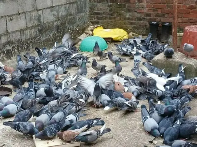 Will pigeons disappear? Seoul city imposes fines for feeding harmful wild animals, why? = South Korea