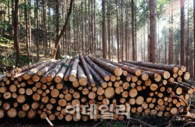 出荷を待つ経済林で生産された木材（写真＝韓国山林庁）