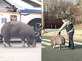 A pig falls from a car onto the road... What happened? = South Korea