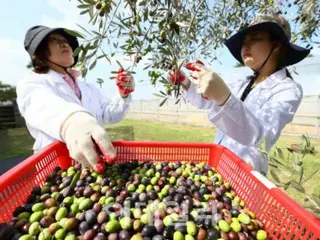 The day will come when apple trees will disappear from the Korean Peninsula... What kind of fruit will we eat in the future? - Korean report