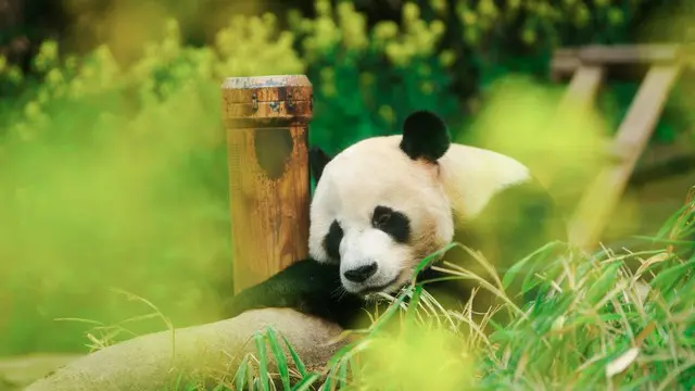 フーバオの父ローバオ