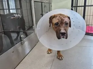700 dogs "dy instantly" in wildfires in South Korea... "Seven survivors head to America to find their families"