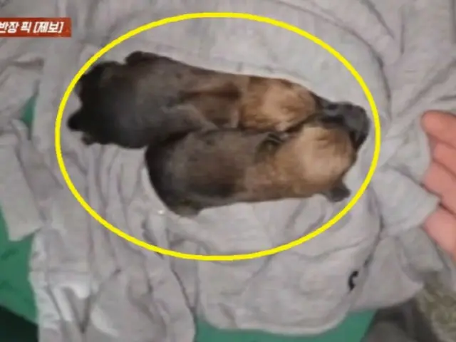 Crying noises coming from a clothes collection box...it was an abandoned puppy (Korea)