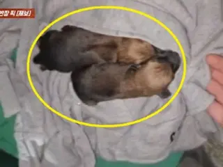 Crying noises coming from a clothes collection box...it was an abandoned puppy (Korea)