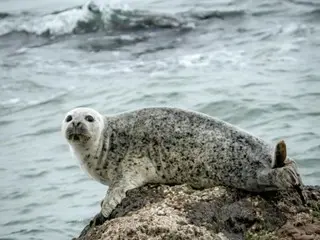 A dead spotted seal, a national treasure, was discovered off the coast of Baengnyeong Island (South Korea)